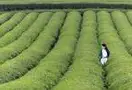 江北茶区种植土壤及气候介绍