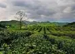 茶树生长的生态条件