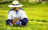 为什么高山茶叶质量最佳？