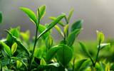 茶叶中的主要成分"生物碱"药理功能