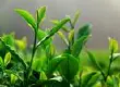 茶叶中的主要成分"生物碱"药理功能