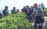 云南沧源：开展生态茶园培训让茶业增产增质
