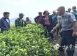 云南沧源：开展生态茶园培训让茶业增产增质