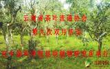 2015云南茶叶流通协会第九在昆明举办为期两个月的活动