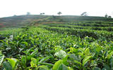 云南宁洱：茶产业稳步发展 茶园面积达14.1万亩