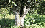 西双版纳古茶树 (园) 保护机制分析