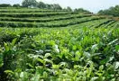 宝山龙陵夏季茶生产动态分析7月初