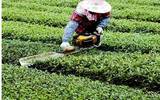 永定发掘高东茶优势支持3生态茶园