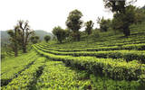 云南大理促进高山生态茶产业的转型优势