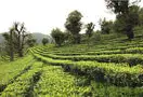 云南大理促进高山生态茶产业的转型优势