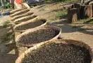 普洱茶制作工艺之干燥