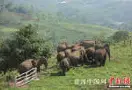19头亚洲野象结伴逛云南普洱咖啡园