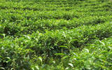 揭西县茶叶产业稳步增长, 茶叶总产量达到33132吨