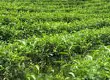 揭西县茶叶产业稳步增长, 茶叶总产量达到33132吨