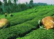 广东梅州: 校企合作提高茶叶加工技术