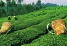 广东梅州: 校企合作提高茶叶加工技术