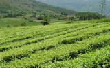 腾冲上半年实现茶叶总产7606吨，总产值5.58亿元