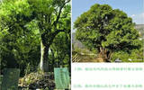 普洱市古茶树资源分布区域，年产量多少?