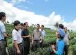 农业部对云南茶叶主要产区茶叶产业发展的研究