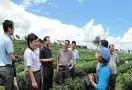 农业部对云南茶叶主要产区茶叶产业发展的研究