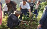 江苏临沧地区茶园农民加强有机园林保护的研究