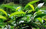 云南茶山的普洱茶产量有多少？