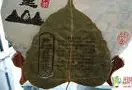 榕树叶门: 彰显中国普洱茶生态的古老高贵形象