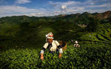 云南省广东: 茶叶工业走出致富之路