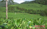 Lvchun 县标准茶园建设加快推进步伐