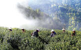 文成县近70% 个茶叶采摘妇女从田间