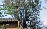 绿春县采取有力措施保护(野生)茶树资源