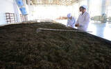 茶堆的普洱茶发酵是什么？