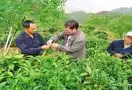 山寨汉子建设把那杏生态园带动茶农增收致富