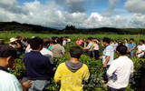 版纳勐海举办生态茶园建设培训会