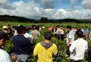 版纳勐海举办生态茶园建设培训会