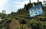 一杯好茶的标准 |直接命中的勐海县茶厂春季采摘和2016质量月活动