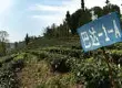一杯好茶的标准 |直接命中的勐海县茶厂春季采摘和2016质量月活动