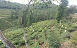 多面入手加快实现大理茶产业跨越式发展