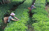 在全国重点茶叶产区、茶叶面积达30万亩之列