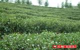 凤庆县茶叶产业发展稳步推进 打造茶叶大县