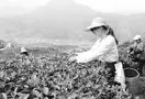 宜章县拿起每亩近万头茶