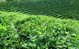 云南景谷：普洱茶促进景谷绿色生态产业的发展