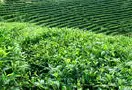 云南景谷：普洱茶促进景谷绿色生态产业的发展