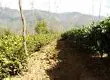 新平县低产茶园改造进展顺利 已完成七成任务