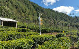 永平县三年投资近2亿元开发高山生态茶