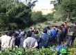 茶叶所科技人员到勐海布朗山乡章家村委会开展茶树嫁接技术培训