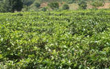 云南双江茶叶产业产值8亿元, 吸引58亿元以上投资