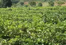 云南双江茶叶产业产值8亿元, 吸引58亿元以上投资