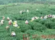 景谷县举办茶叶机采现场观摩及技术培训会
