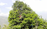 菖蒲汤古茶树在全国市场上盛行